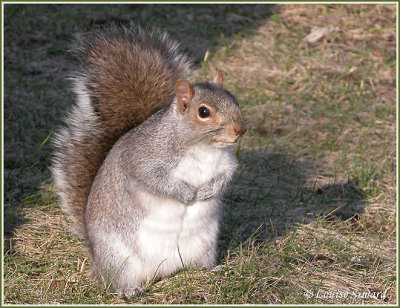 cureuil gris / Gray Squirrel