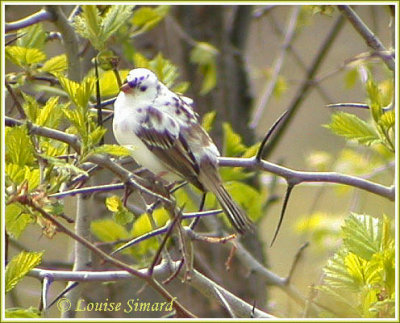 Bruant  couronne blanche leucique / Leucistic White-crowned Sparrow