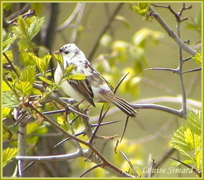 Bruant  couronne blanche leucique / Leucistic White-crowned Sparrow