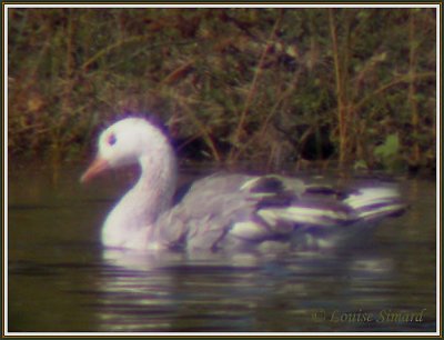 Possible Bernache du Canada leucique / Leucistic Canada Goose