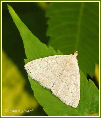  Zanclognatha cruralis