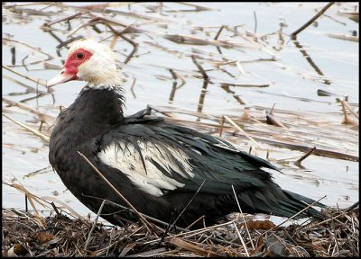 Canard musqu / Muscovy Duck