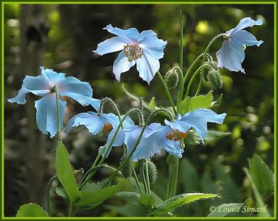 Pavot bleu de lHimalaya / Himalayan Blue Poppy / Meconopsis betonicifolia