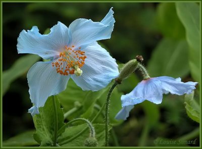 Pavot bleu de l'Himalaya / Himalayan Blue Poppy / Meconopsis betonicifolia