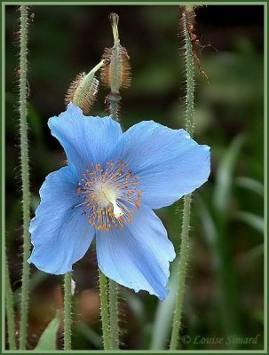 Pavot bleu de l'Himalaya / Himalayan Blue Poppy / Meconopsis betonicifolia