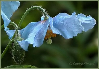 Pavot bleu de l'Himalaya / Himalayan Blue Poppy / Meconopsis betonicifolia