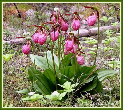 Cypripde acaule (Sabot de la vierge) / Pink Lady's slipper / Cypripedium acaule