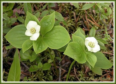 Cornus canadensis / Bunchberry / Cornouiller du Canada