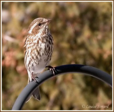 Roselin pourpr / Purple Finch