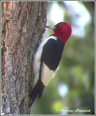 Pic  tte rouge / Red-headed Woodpecker