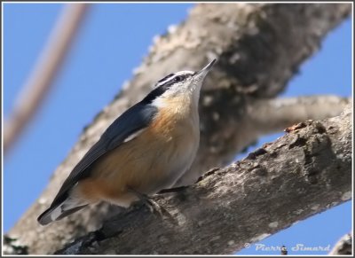 Sittelle  poitrine rousse / Red-breasted Nuthatch