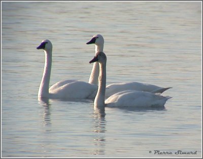 Cygne siffleur / Tundra Swan