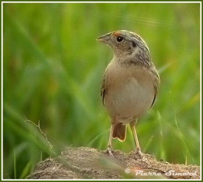 Bruant sauterelle / Grasshopper Sparrow