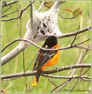 Oriole de Baltimore / Baltimore Oriole