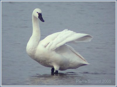 Cygne siffleur / Tundra Swan