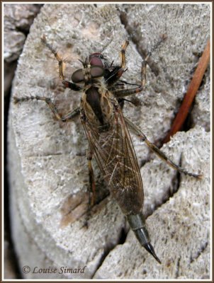 Robber Fly / Asilidae