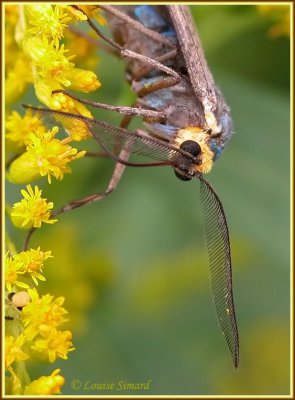 Cténuche de Virginie / Virginia Ctenucha / Ctenucha Virginica