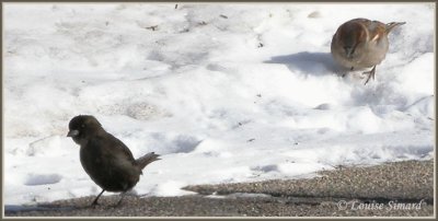 Moineau domestique mlanique / Melanic House Sparrow