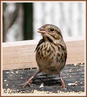 Bruant chanteur / Song Sparrow