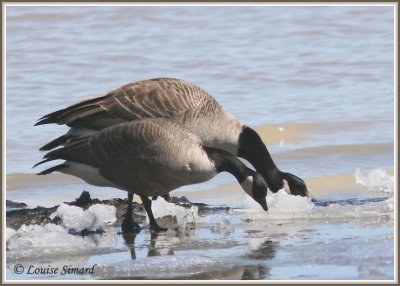 Bernache de Hutchins et Bernache du Canada / Cackling Goose and Canada Goose