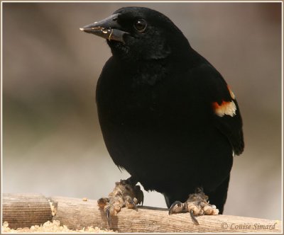 Carouge  paulettes / Red-winged Blackbird