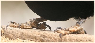 Carouge  paulettes / Red-winged Blackbird