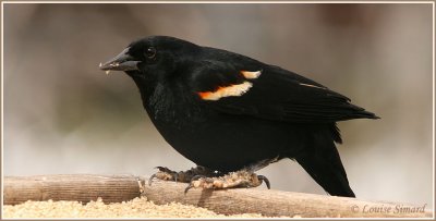 Carouge  paulettes / Red-winged Blackbird
