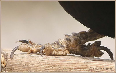 Carouge  paulettes / Red-winged Blackbird