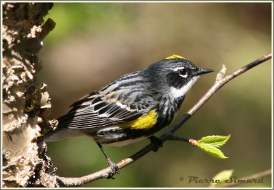 Paruline  croupion jaune / Yellow-rumped Warbler