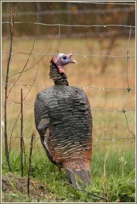 Dindon sauvage / Wild Turkey