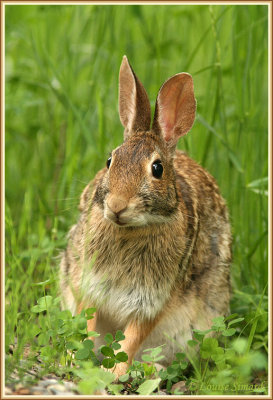 Lapin  queue blanche / Eastern Cottontail