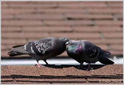 Pigeon biset / Rock Dove