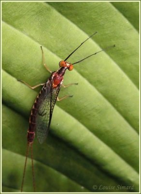 Éphémère / Mayfly