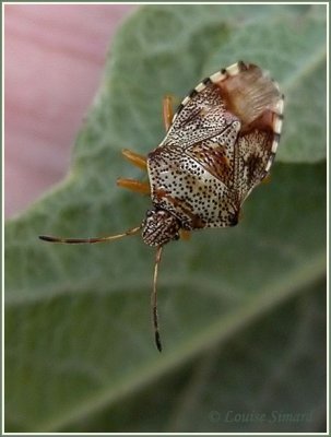 Elasmucha lateralis / Shield Bug / Punaise tachetée
