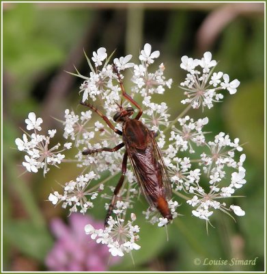 Robber Fly / Asilidae