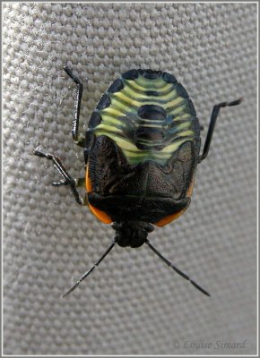 Acrosternum hilaris / Green Stink Bug nymph / Larve de Punaise verte