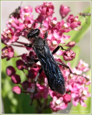Sphex pennsylvanicus / Great black Wasp / Grand Sphex noir