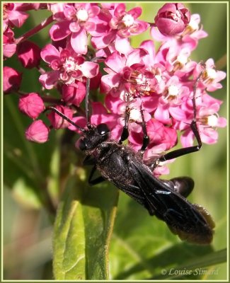 Sphex pennsylvanicus / Great black Wasp / Grand Sphex noir
