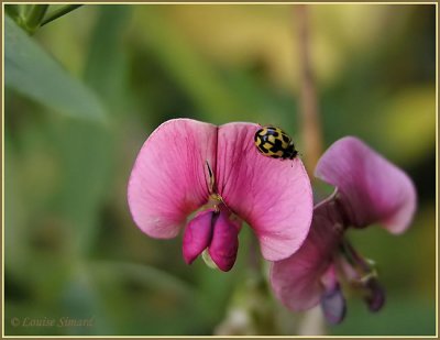 Propylea quatuordecimpunctata / Fourteenspotted Lady Beetle / Coccinelle  14 points