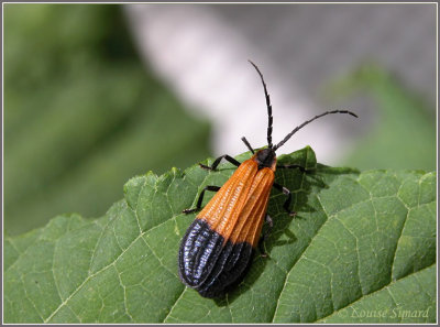 Calopteron terminale / End Band Net-wing / Caloptre  tache terminale