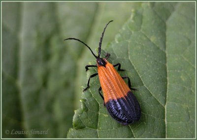 Calopteron terminale / End Band Net-wing / Caloptre  tache terminale