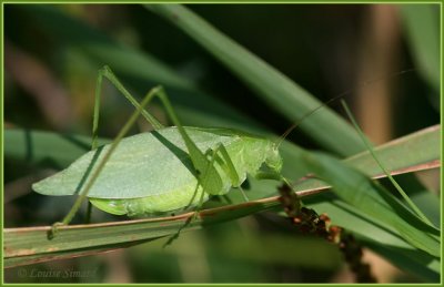 Amblycorypha oblongifolia / Oblong-winged katydid / Scuddrie  ailes oblongues