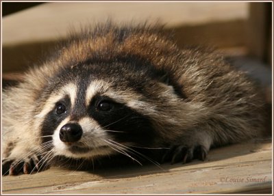 Raton laveur / Raccoon