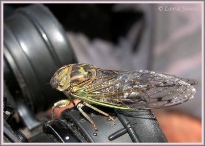 Tibicen canicularis / Dog-day cicada / Cigale caniculaire