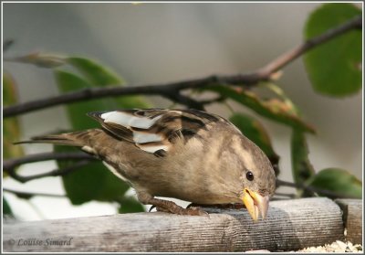 Moineau domestique leucique / Leucistic House Sparrow