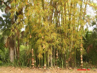 Bamboo Landing
