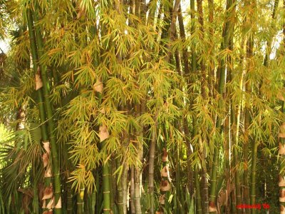 Bamboo Landing