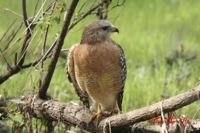 Lettuce Lake Hawk-12/06