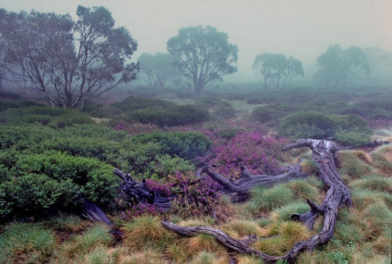 Mist on the Meadows