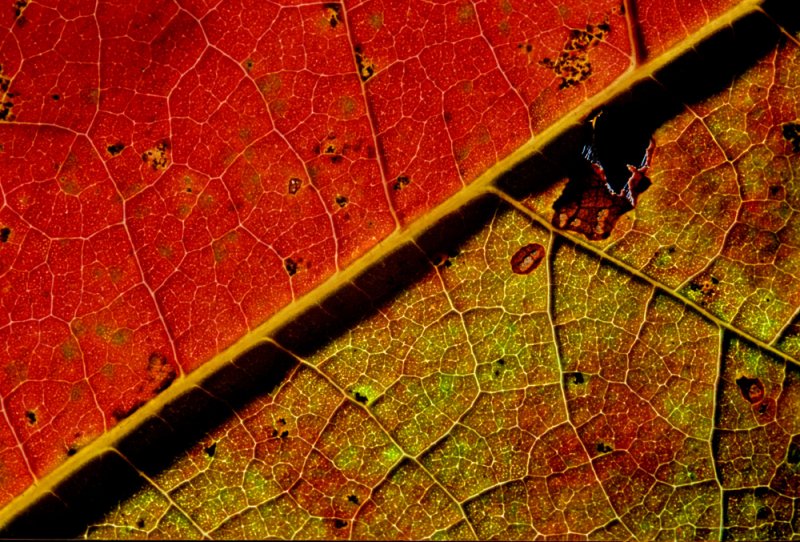 Sassafras IV